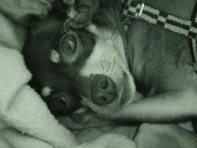 Lady Pinscher nain - Pinscher Nain