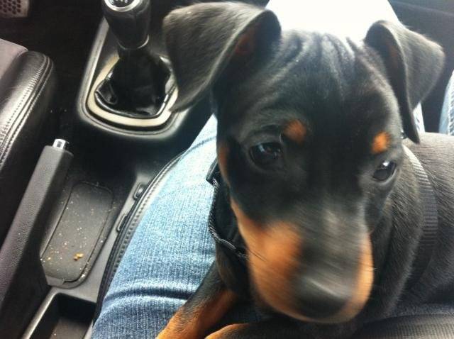 PINSCHER NAIN IRISCH - Pinscher Nain