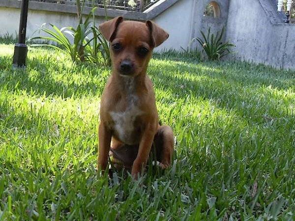 Louna petite Pinscher de 6 mois - Pinscher Nain (6 mois)