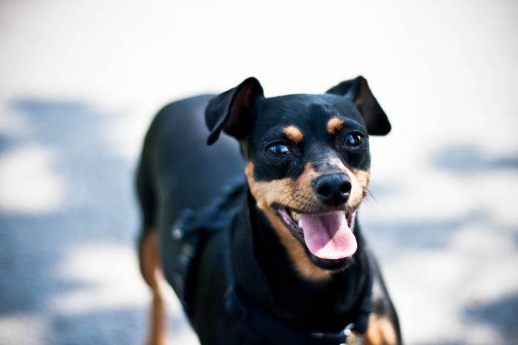Le Pinscher Nain