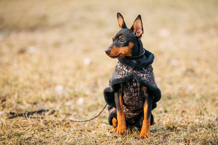 Photo Pinscher Nain