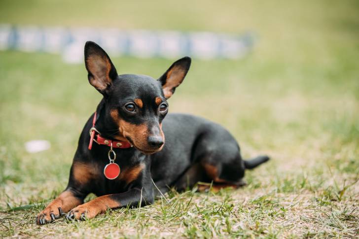 Photo Pinscher Nain