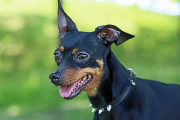 Photo Pinscher Nain