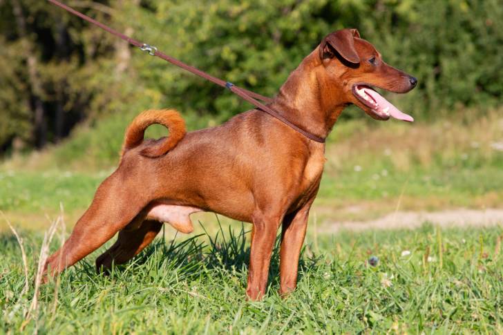 Un Pinscher Nain rouge cerf debout dans l'herbe