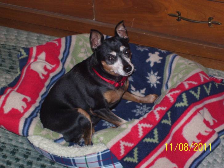 Spunky - Pinscher Nain Femelle (12 ans)