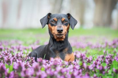 Un Pinscher Nain allongé au milieu des fleurs