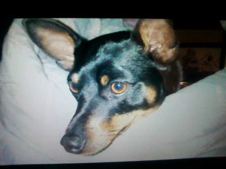 minpin - Pinscher Nain Femelle (2 ans)