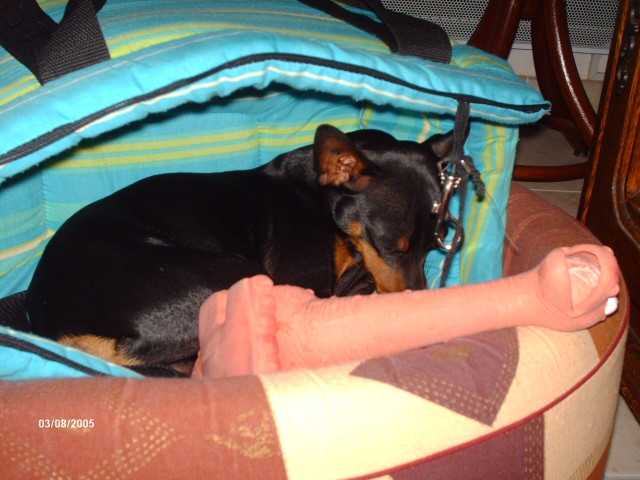 pinscher nain klein - Pinscher Nain