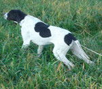 garry - Pointer Mâle (2 ans)