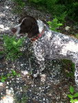 ? - Pointer Mâle (3 ans)