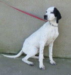 pointer tweed - Pointer