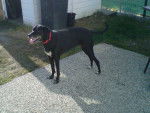 Princess - Pointer (8 ans)