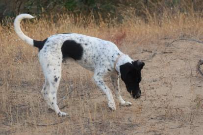 Activités recommandées pour un Pointer