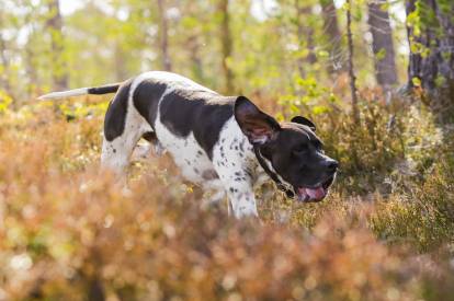 Un Pointer peut-il vivre dans le jardin ?