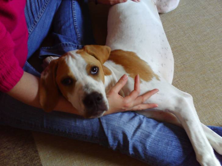 tinker - Pointer Femelle (3 mois)