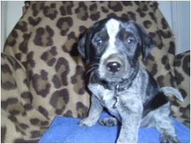 Pistol - Pointer Femelle (1 mois)