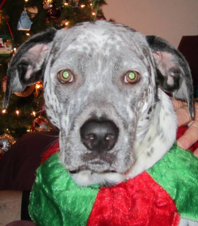 Petey - Pointer Mâle (4 ans)