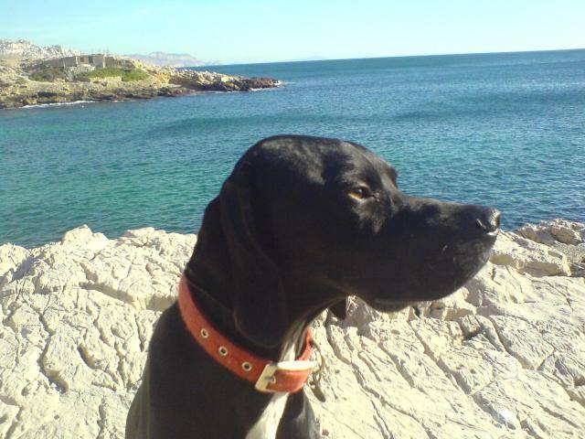 pruno, pointer serpent noir - Pointer