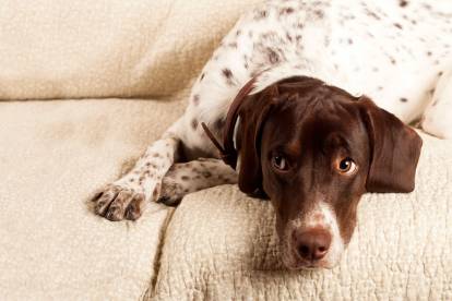 Le Pointer peut-il rester seul ?