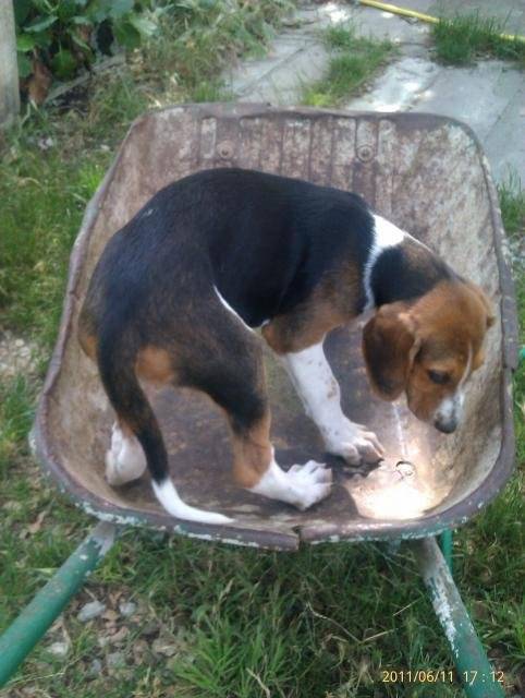 Poitevin, Bones - Poitevin