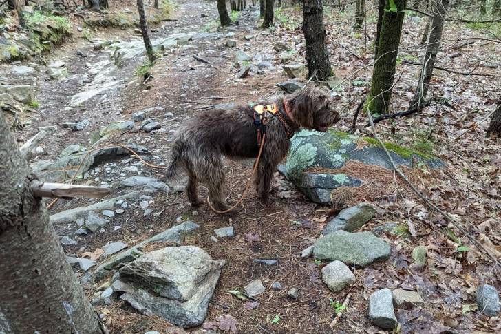 Un Pudelpointer sur un terrain herbeux et qui est tenu en laisse