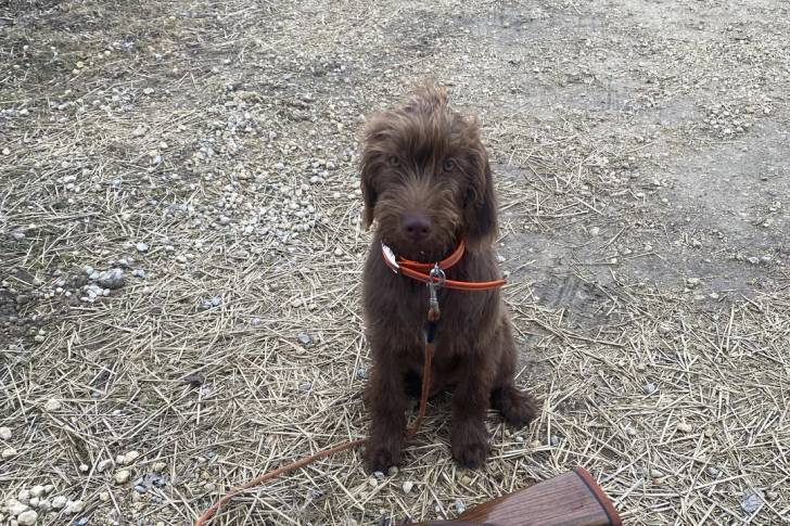 Un Pudelpointer assis sur une surface herbacée et qui est tenu en laisse 