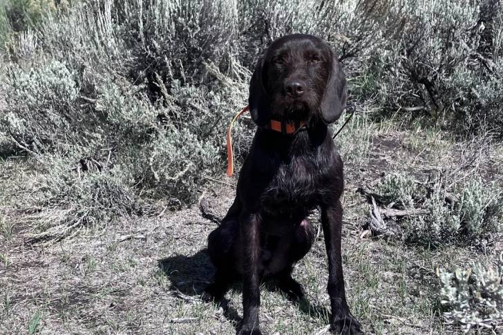 Un Pudelpointer assis sur un terrain herbeux et portant un collier autour du cou