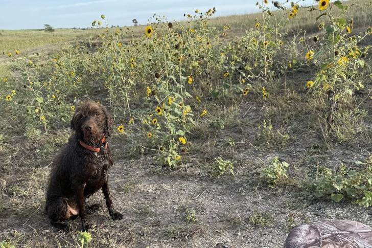 Un Pudelpointer assis sur une surface herbacée et portant un collier autour du cou
