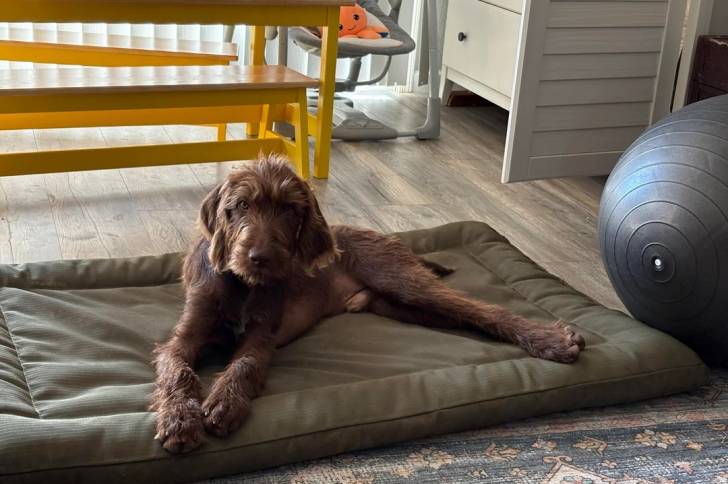 Un Pudelpointer allongé sur un lit pour chien 