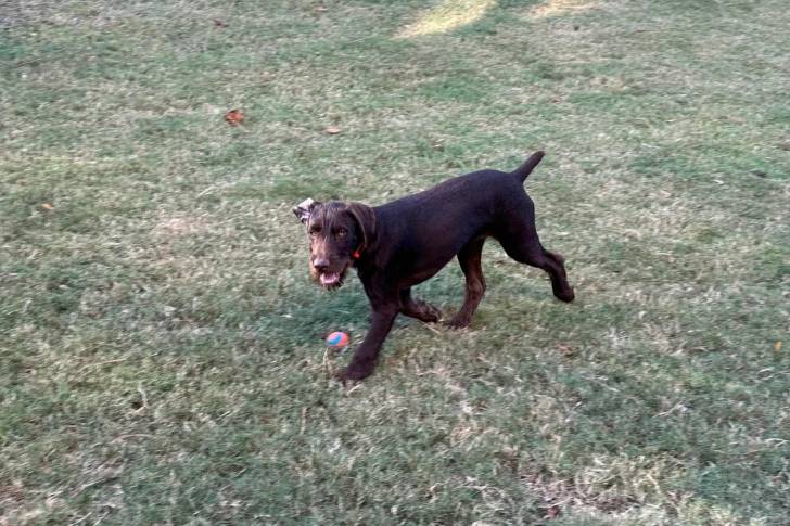 Un Pudelpointer marchant sur une surface herbacée 