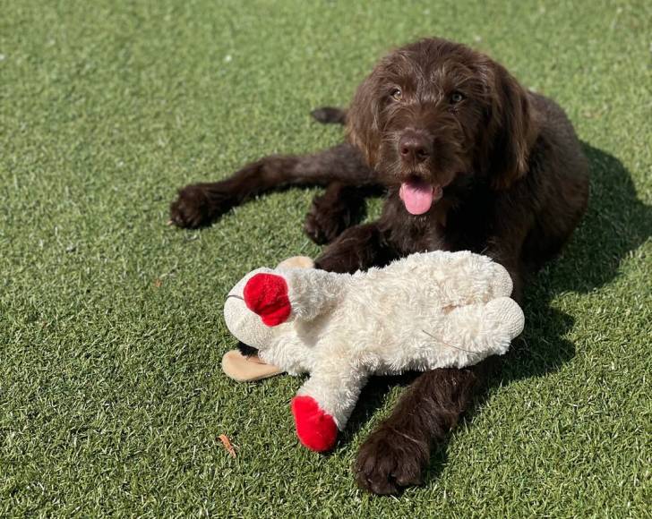 Un Pudelpointer allongé sur une surface gazonnée et tirant la langue