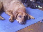 shorsha - Rhodesian Ridgeback (15 ans)