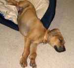 Ruby - Rhodesian Ridgeback (2 mois)
