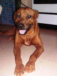 Prince - Rhodesian Ridgeback