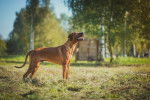 Photo Rhodesian Ridgeback