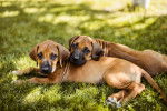 Photo Rhodesian Ridgeback