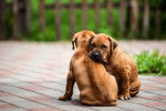 Deux chiots Rhodesian Ridgeback qui s'enlacent