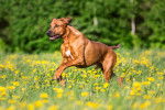 Un Rhodesian Ridgeback courant dans un champ de fleurs jaunes