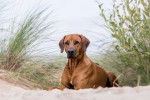 Photo Rhodesian Ridgeback