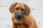Photo Rhodesian Ridgeback