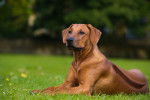 Photo Rhodesian Ridgeback