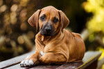 Un chiot Rhodesian Ridgeback assis sur une table en bois