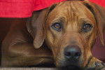 Photo Rhodesian Ridgeback