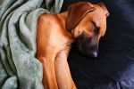 Un Rhodesian Ridgeback allongé qui dort recouvert d'un plaid