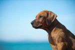 Photo Rhodesian Ridgeback