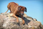 Un Rhodesian Ridgeback sur un rocher