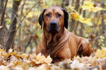 Un Rhodesian Ridgeback allongé dans une forêt