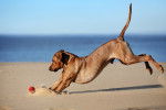 Un Rhodesian Ridgeback courant derrière une balle sur la plage