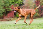 Photo Rhodesian Ridgeback