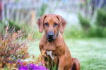 Un Rhodesian Ridgeback assis dans un jardin et face à l'objectif